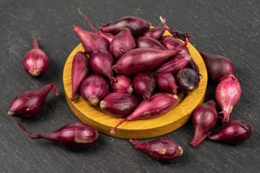 arpaciksogan