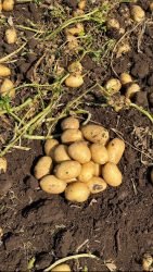 patates6